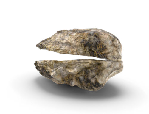 Oyster Shell Recycling Program